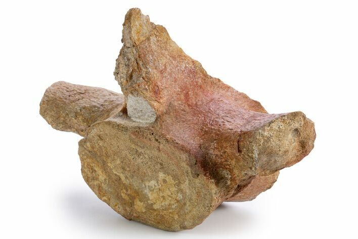 Fossil Plesiosaur (Thililua?) Pectoral Vertebra - Asfla, Morocco #346985